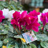Tim Cyclamen - 14cm Pot