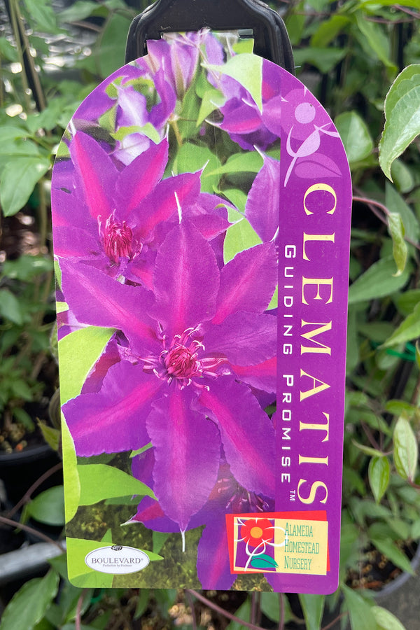 Clematis Guiding Promise - 20cm Pot