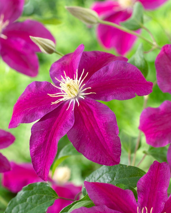 Clematis Sunset - 20cm Pot