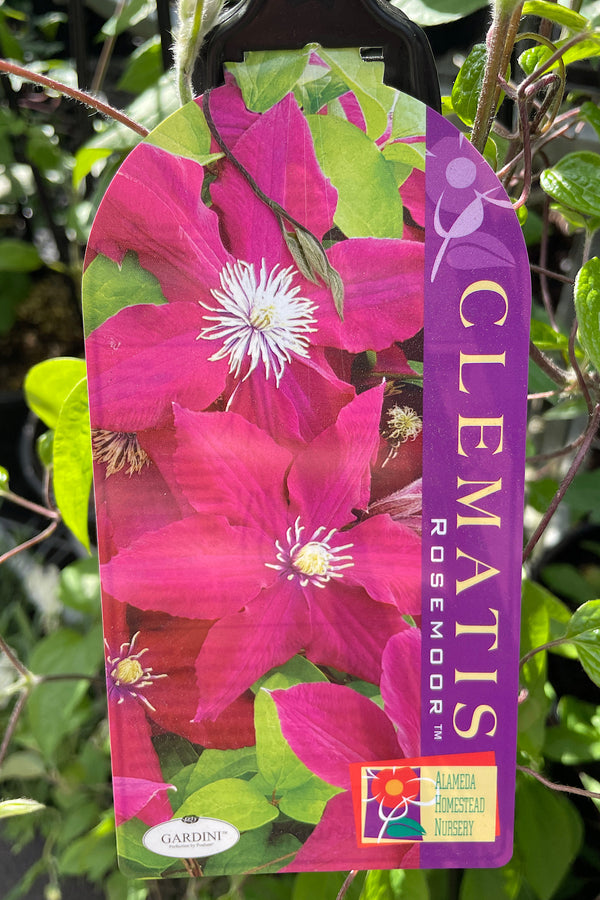 Clematis Rosemoor - 20cm Pot