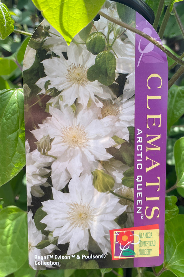 Clematis Arctic Queen - 20cm Pot