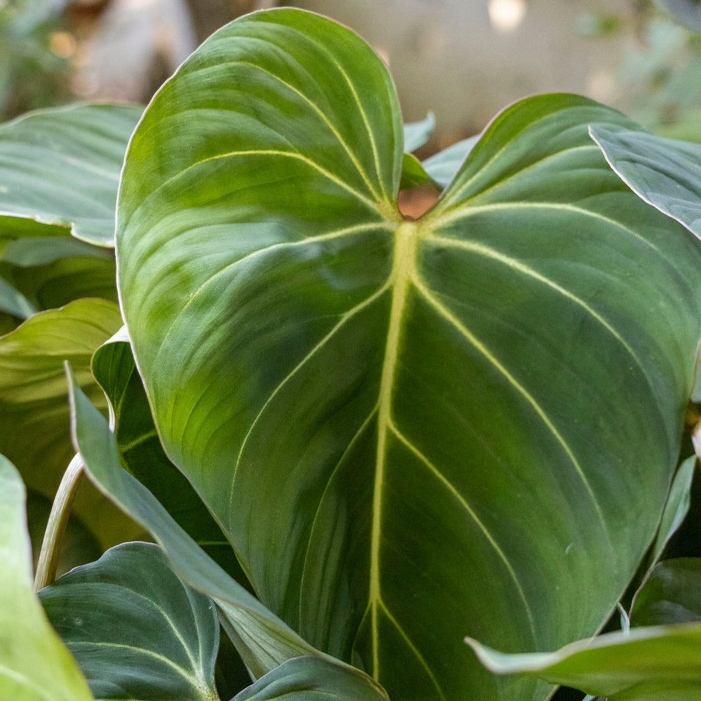 Philodendron Gloriosum - 25cm Pot