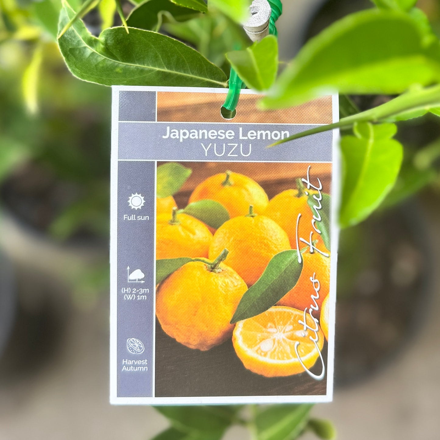 Lemon Yuzu - 20cm Pot