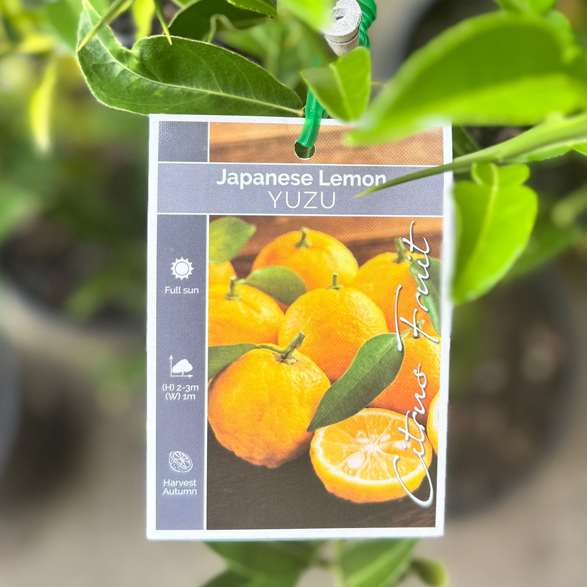Lemon Yuzu - 20cm Pot