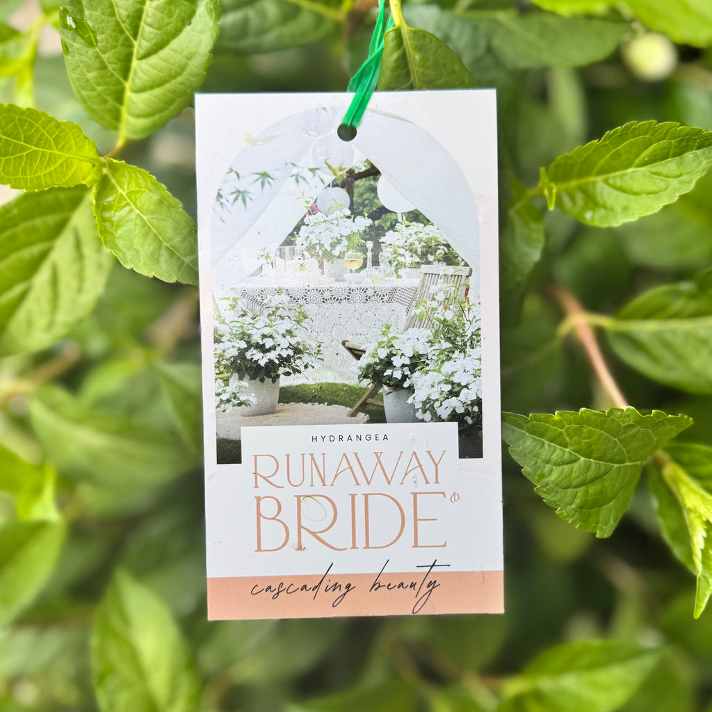 RUNAWAY BRIDE™ Hydrangea hybrid ‘USHYD0405’ - 25cm Pot