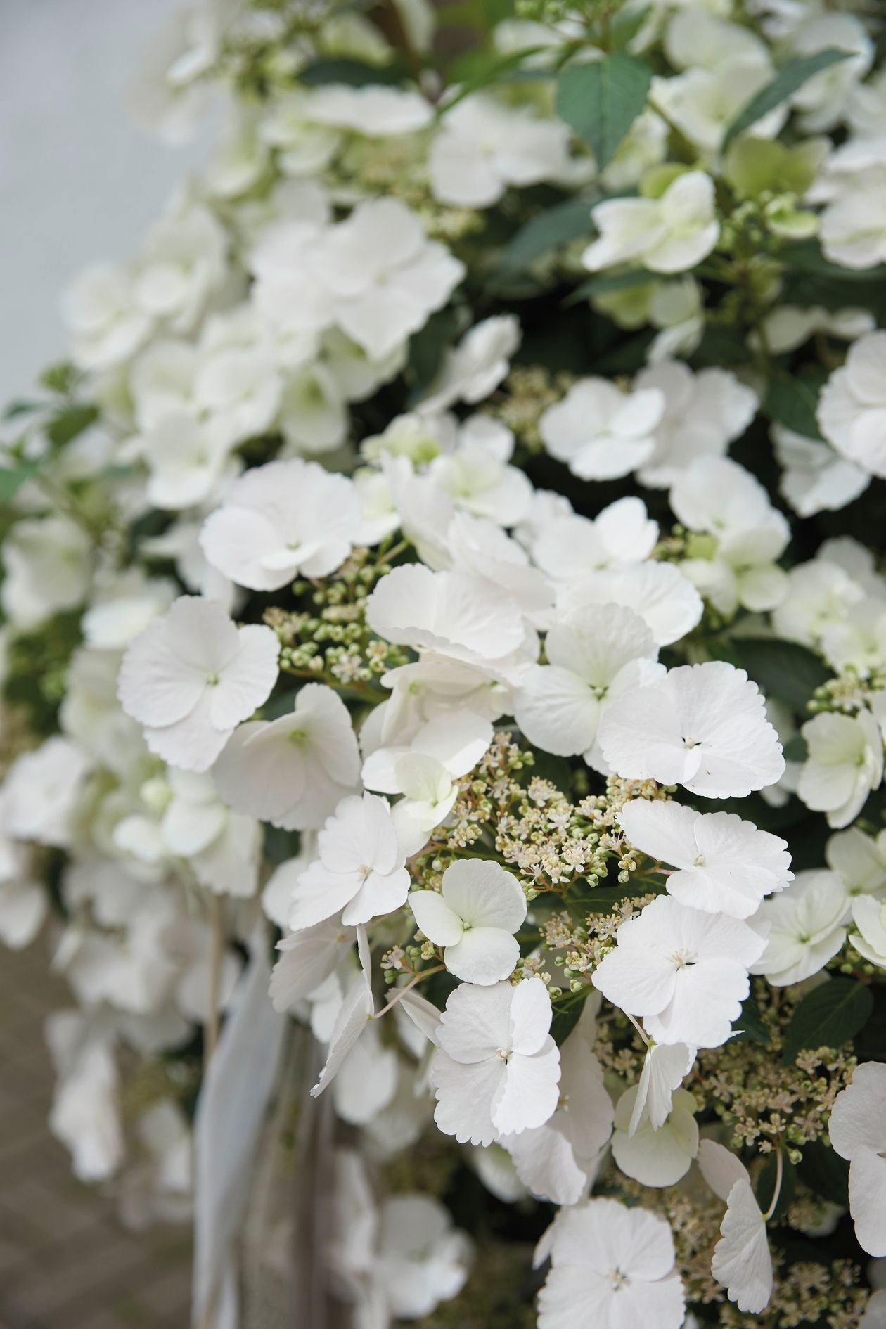 RUNAWAY BRIDE™ Hydrangea hybrid ‘USHYD0405’ - 25cm Pot