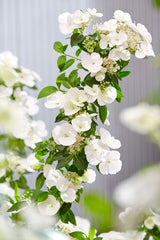RUNAWAY BRIDE™ Hydrangea hybrid ‘USHYD0405’ - 25cm Pot