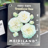 Bush Rose Meidiland White - 20cm Pot