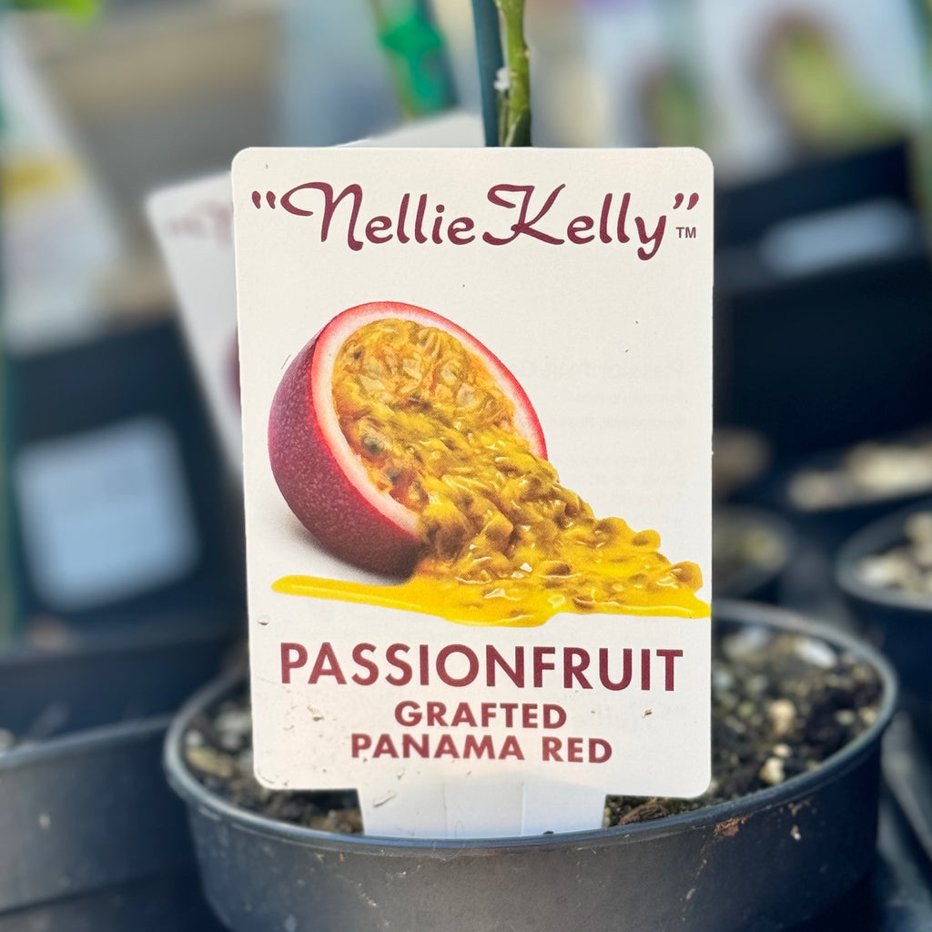 Nellie Kelly Grafted Passionfruit Panama Red - 12cm Pot