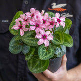 Cyclamen Illusia - 12cm Pot