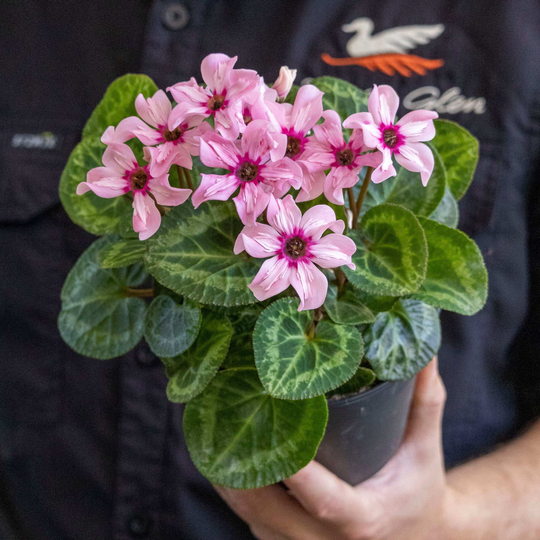 Cyclamen Illusia - 12cm Pot