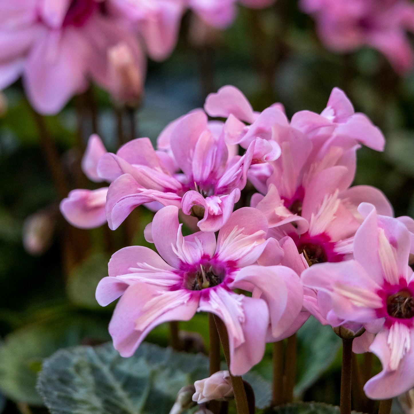 Cyclamen Illusia - 12cm Pot