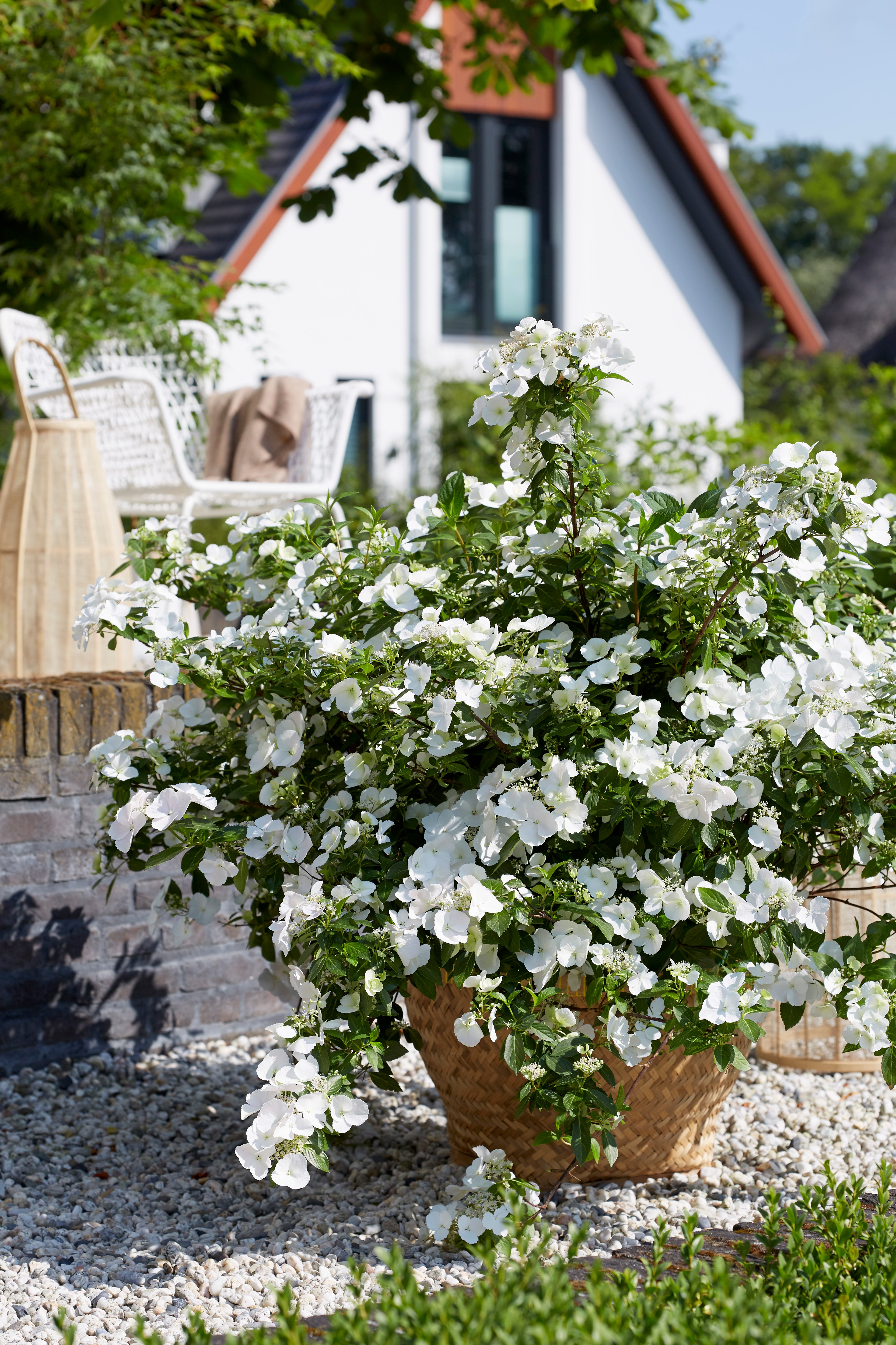 Runaway Bride Hydrangea - Thumbnail 2
