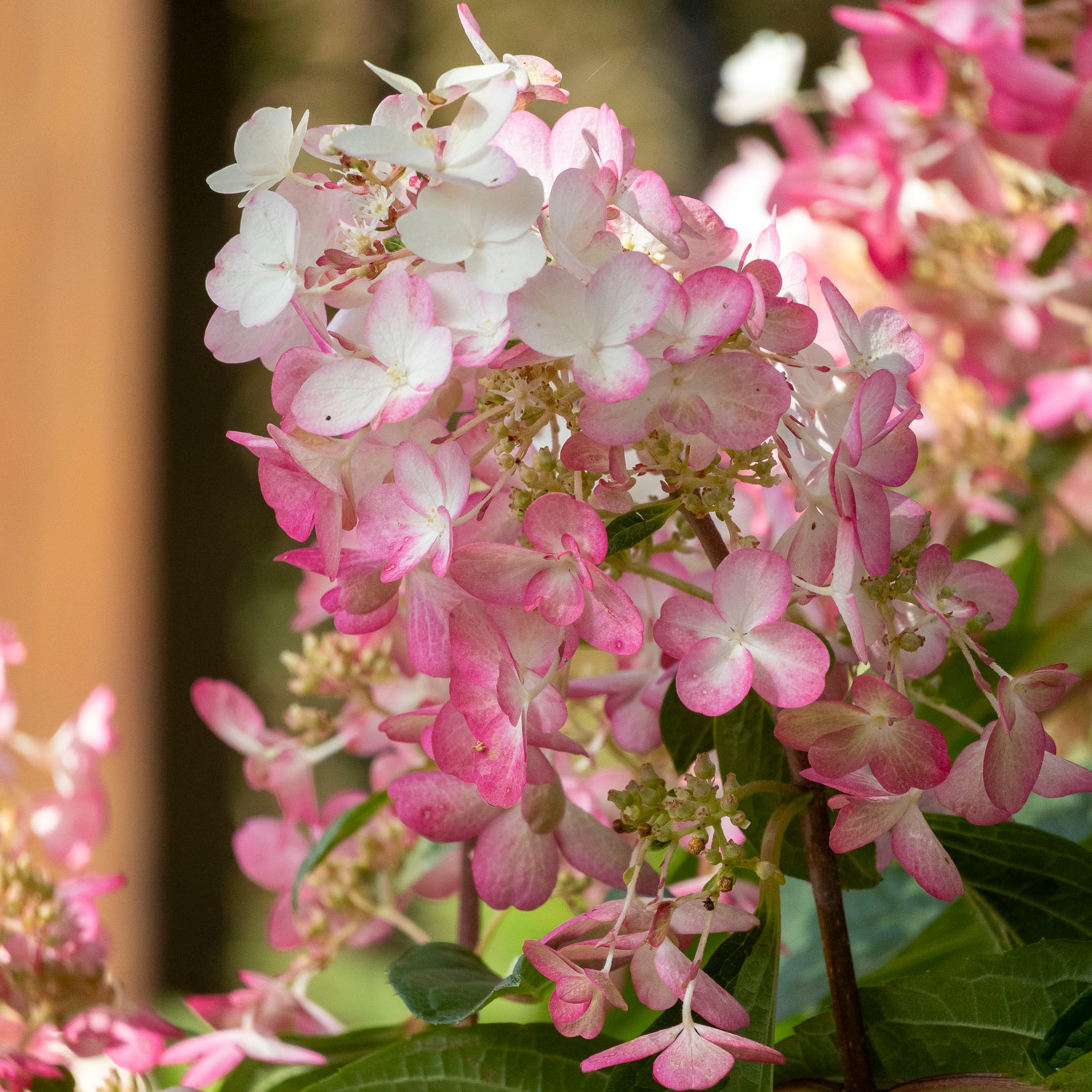 Hydrangea Candlelight - 33cm Pot