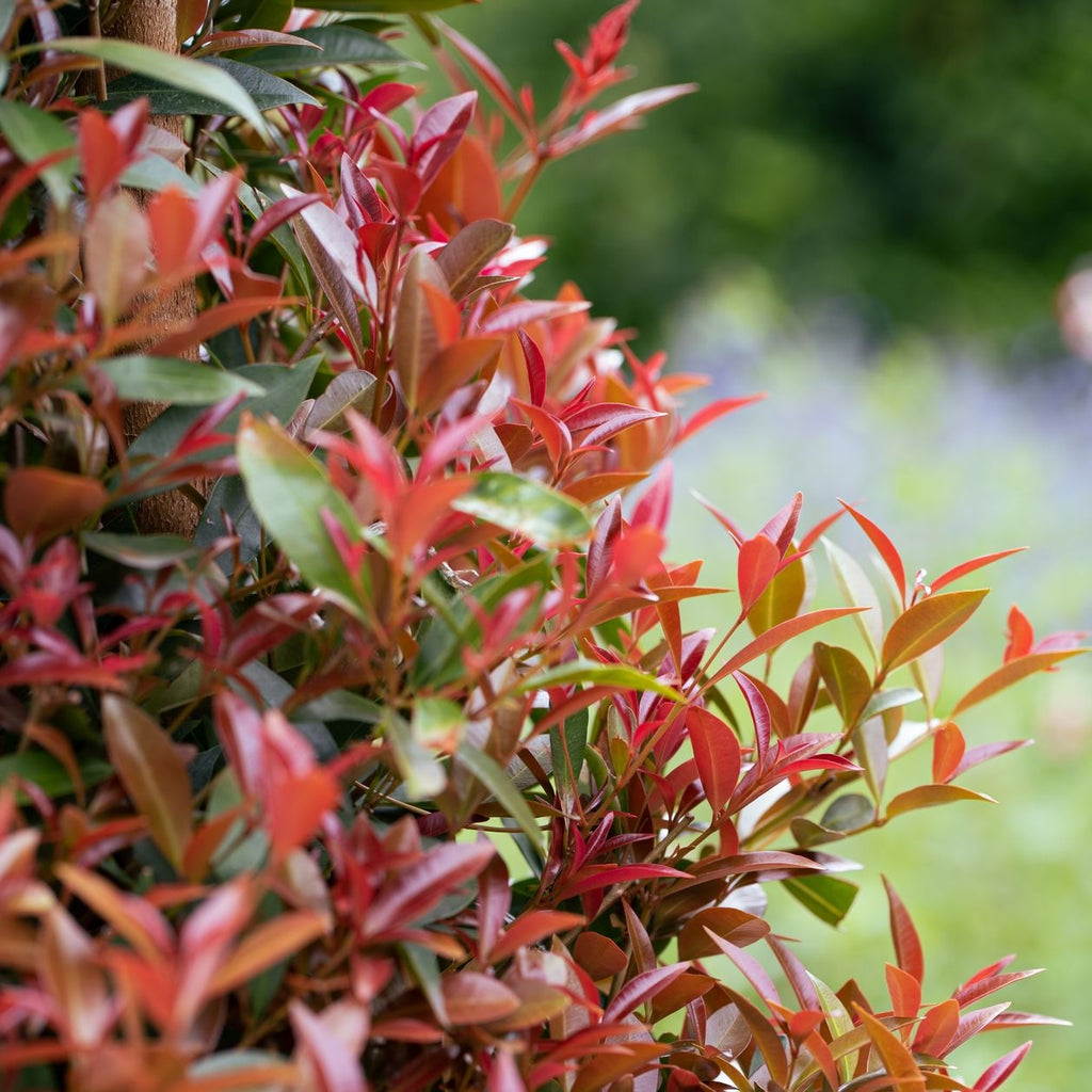 Syzygium Up and Away - 20cm Pot