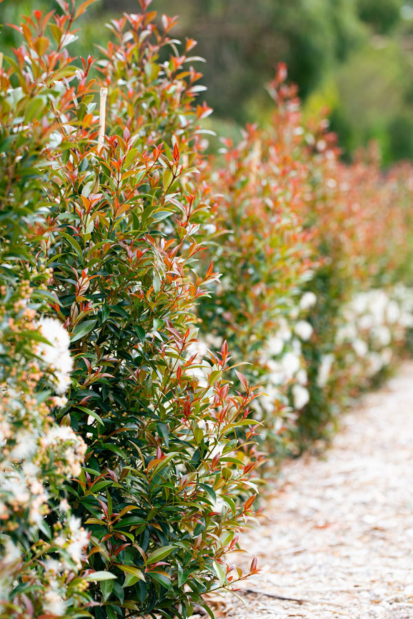 Syzygium Up and Away - 20cm Pot
