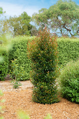 Syzygium Up and Away - 20cm Pot