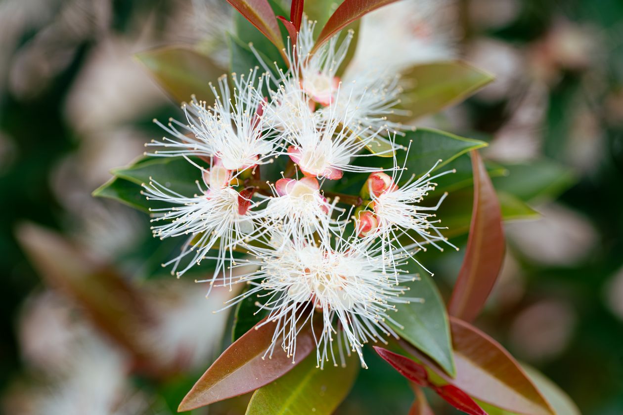 Syzygium Up and Away - 20cm Pot