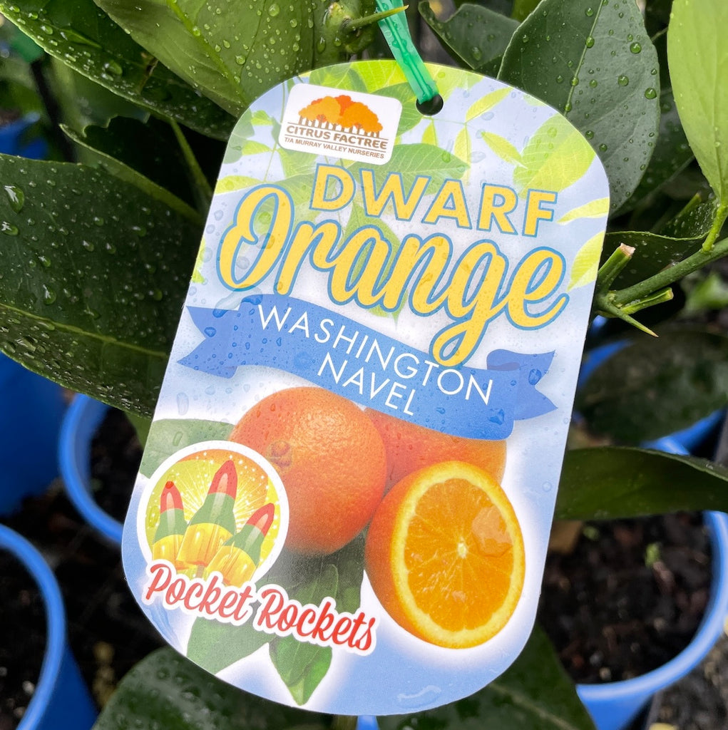 Orange Washington Navel Dwarf - 20cm Pot