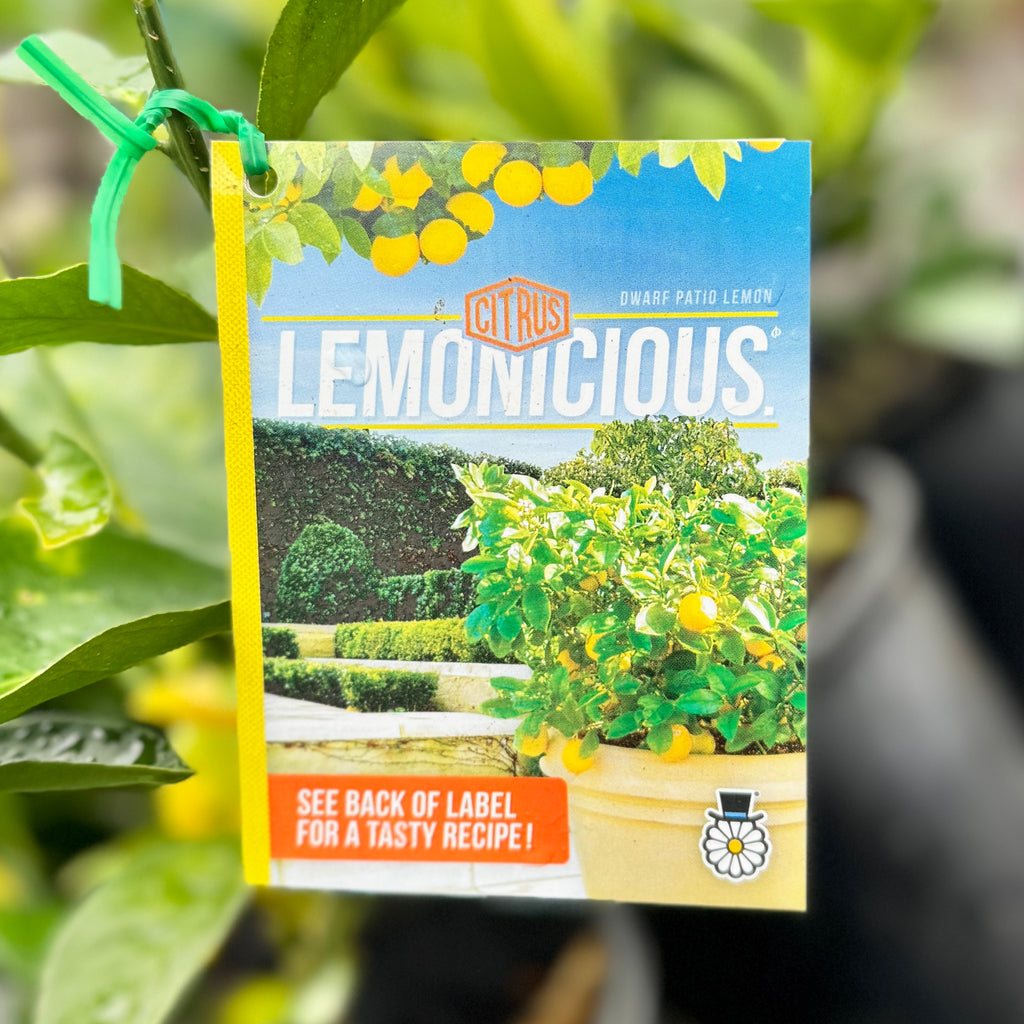 Lemon Lemonicious - 17cm Pot
