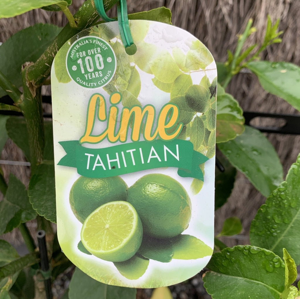 Lime Tahitian - 25cm Pot
