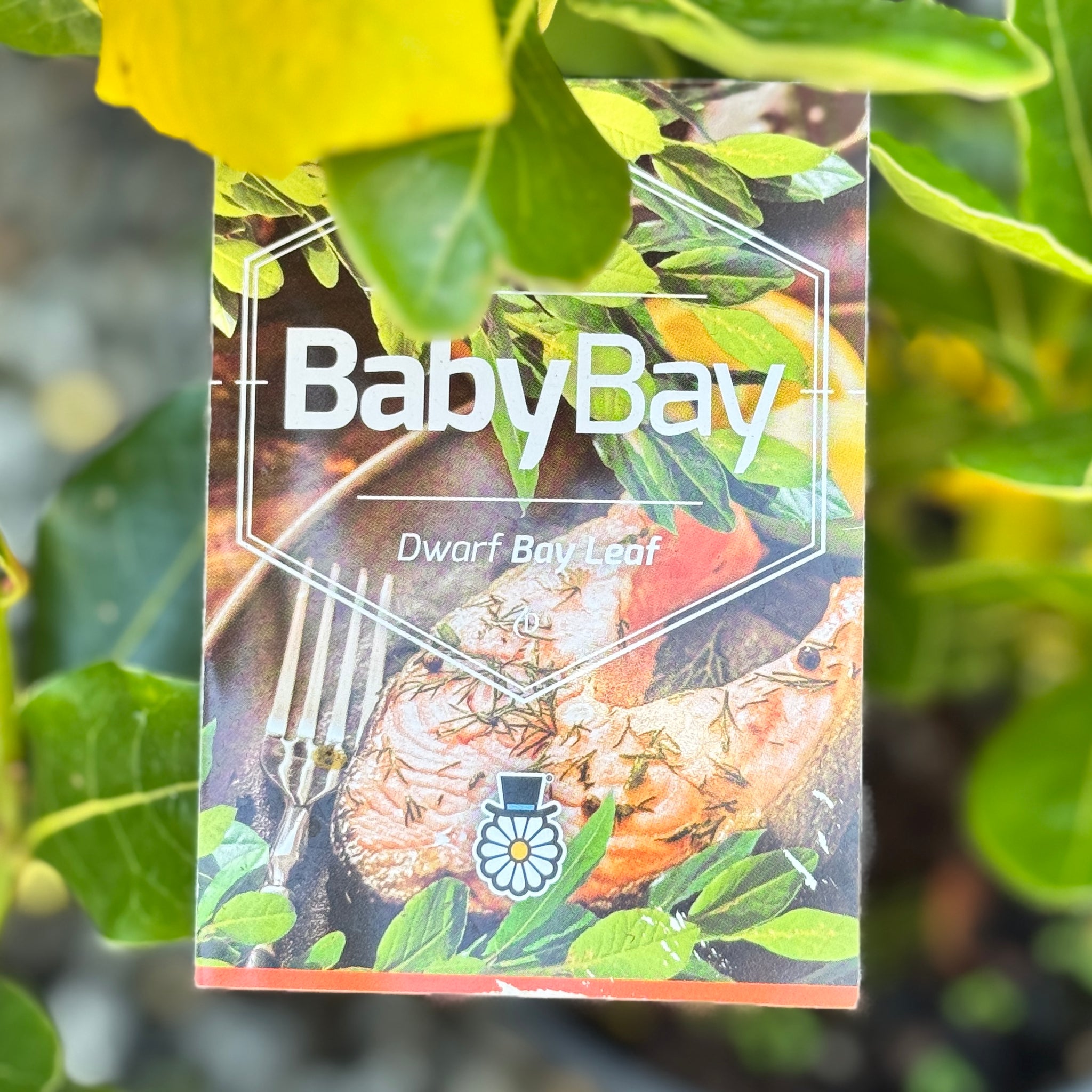 Laurus Baby Bay - 20cm Pot