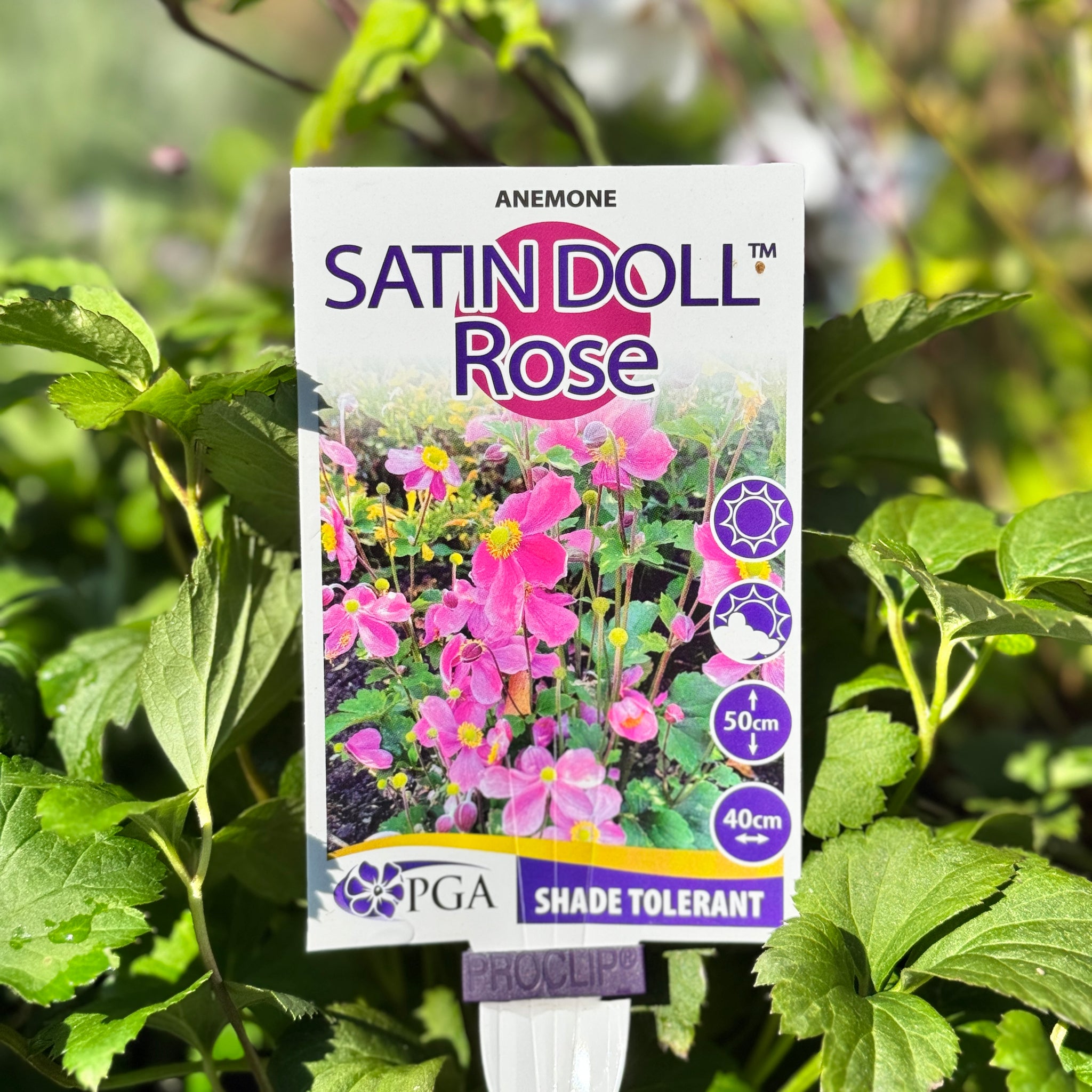 Anemone Satin Doll Rose - 14cm Pot