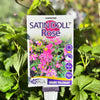 Anemone Satin Doll Rose - 14cm Pot