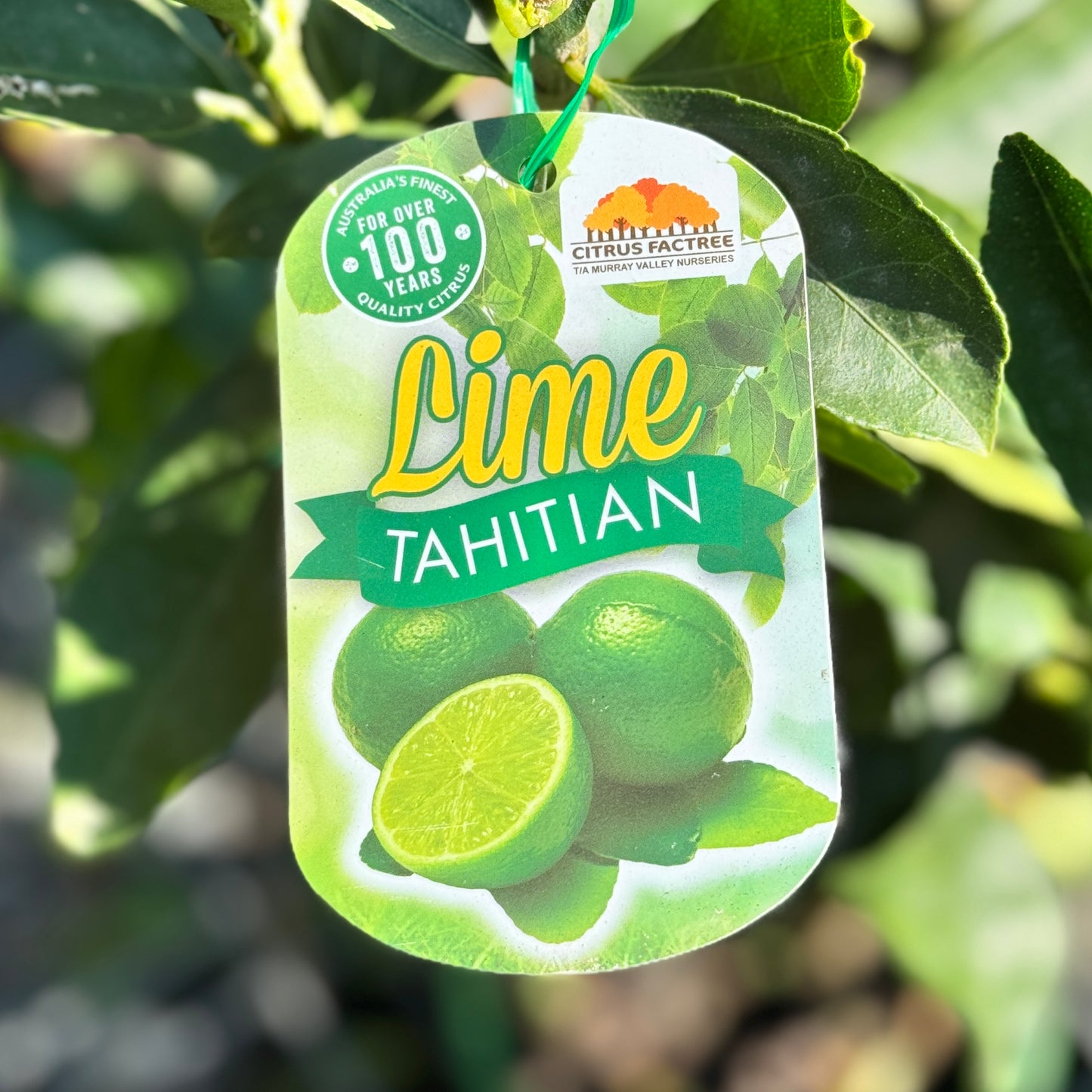 Lime Tahitian - 40cm Pot