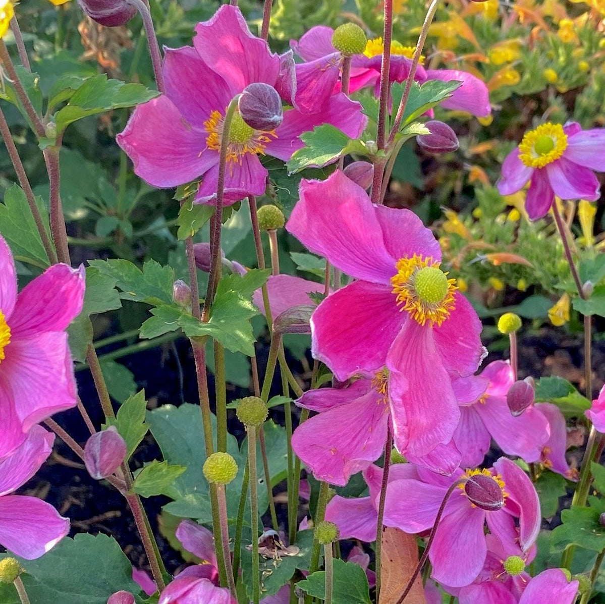 Anemone Satin Doll Rose - 14cm Pot