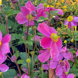 Anemone Satin Doll Rose - 14cm Pot