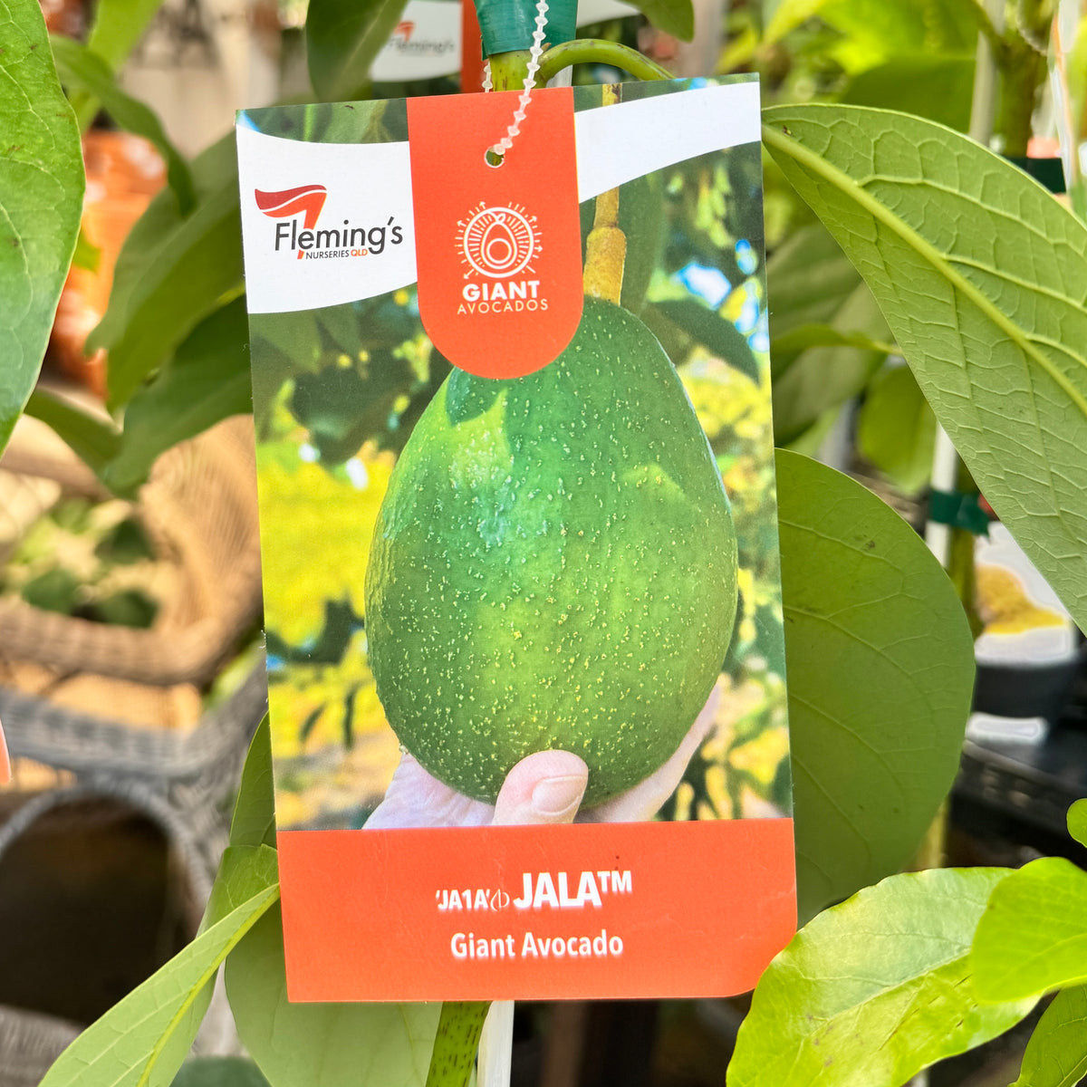 Avocado 'JA1A' icon Jala™ - 5L Pot – Warran Glen Garden Centre & Cafe