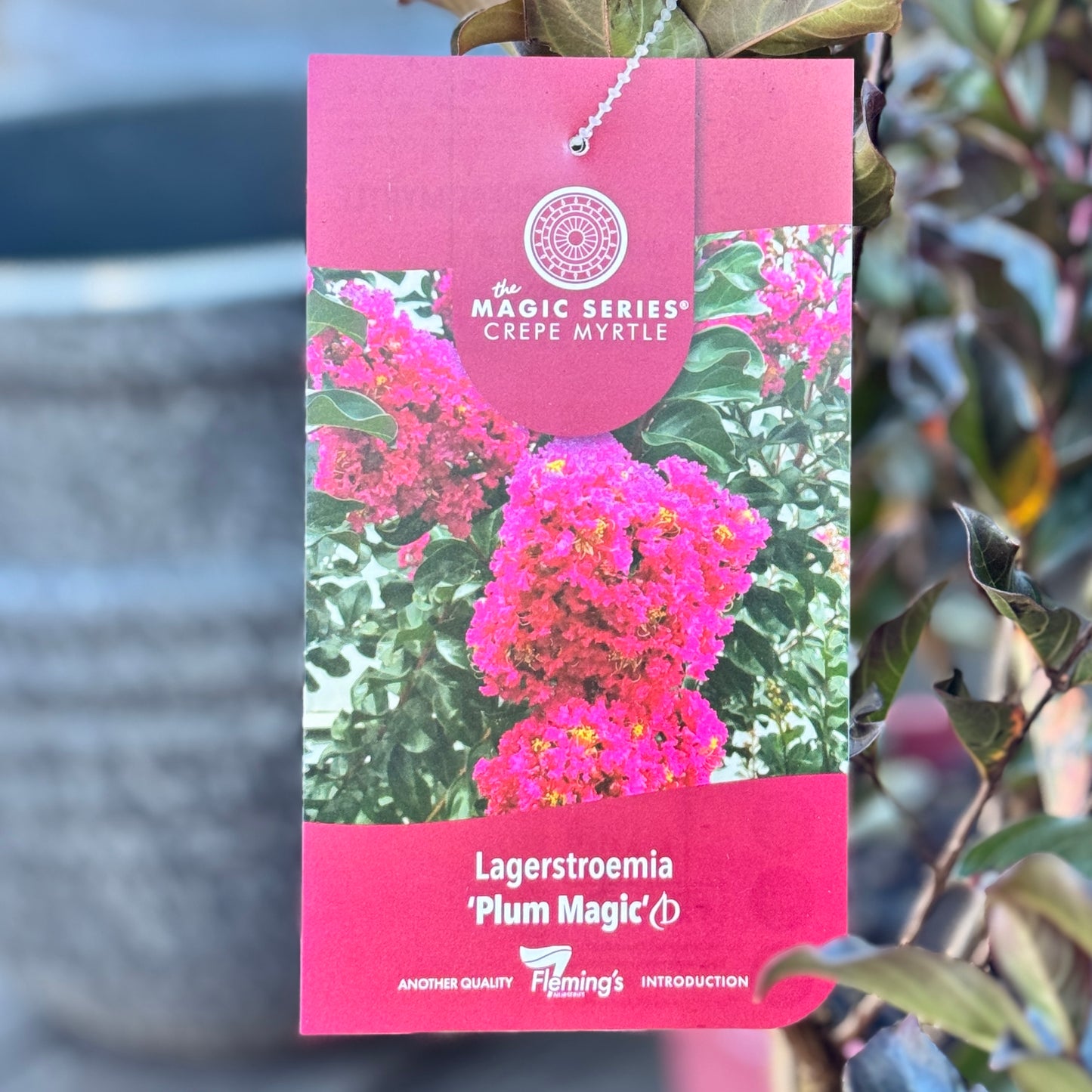 Lagerstroemia Plum Magic - 20cm Pot