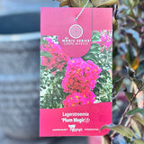 Lagerstroemia Plum Magic - 20cm Pot