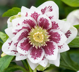 Helleborus Double White Spotted - 14cm Pot