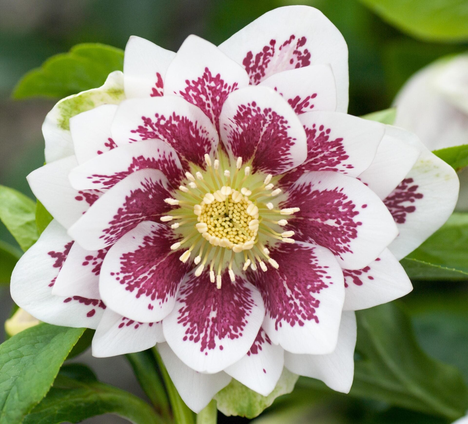 Helleborus