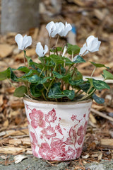 Tall Pot - Red