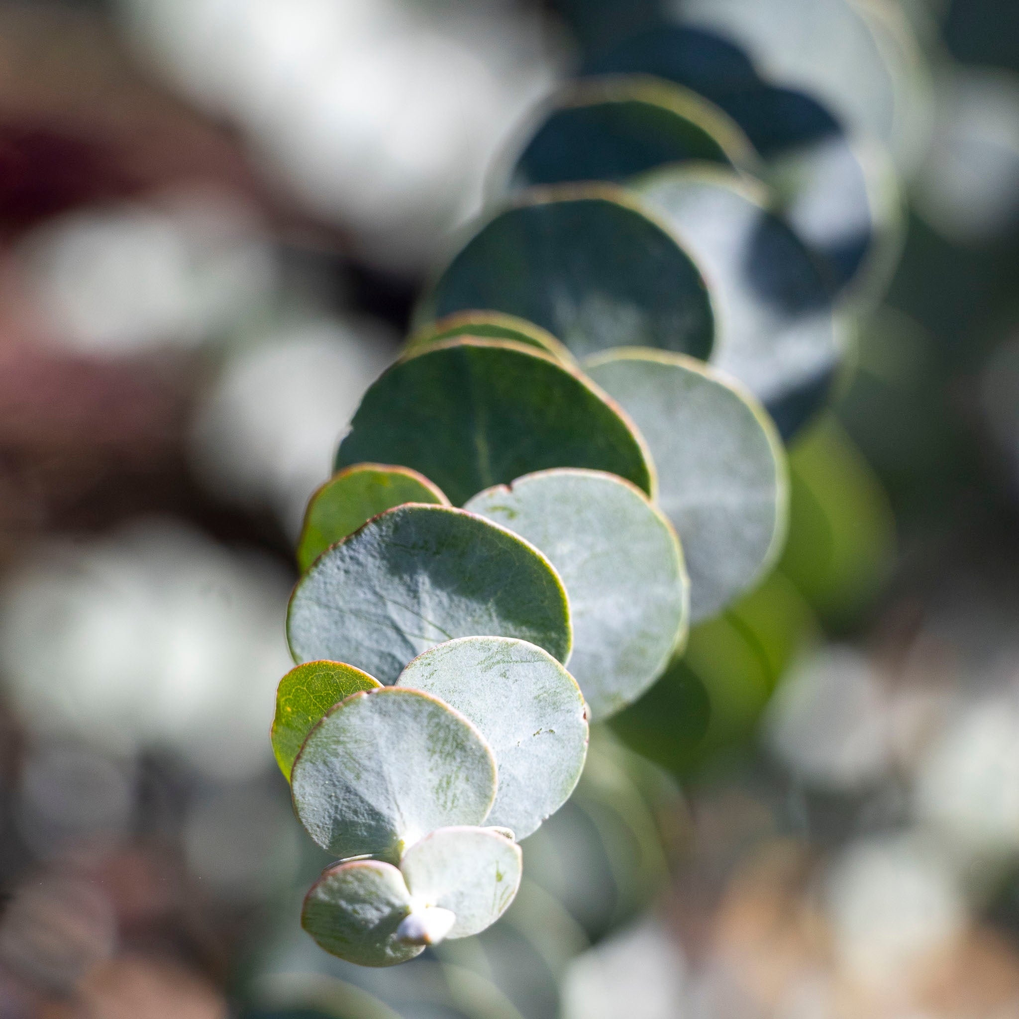 Eucalyptus Baby Blue - 33cm Pot