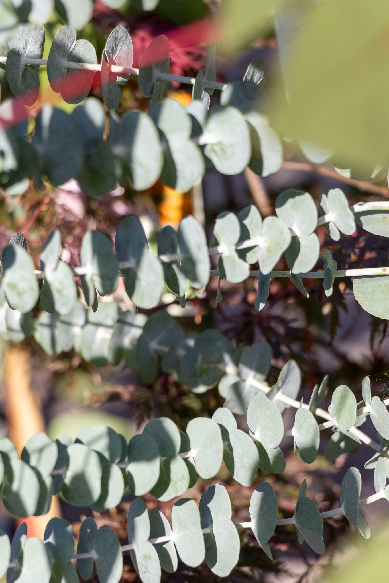 Eucalyptus Baby Blue - 33cm Pot
