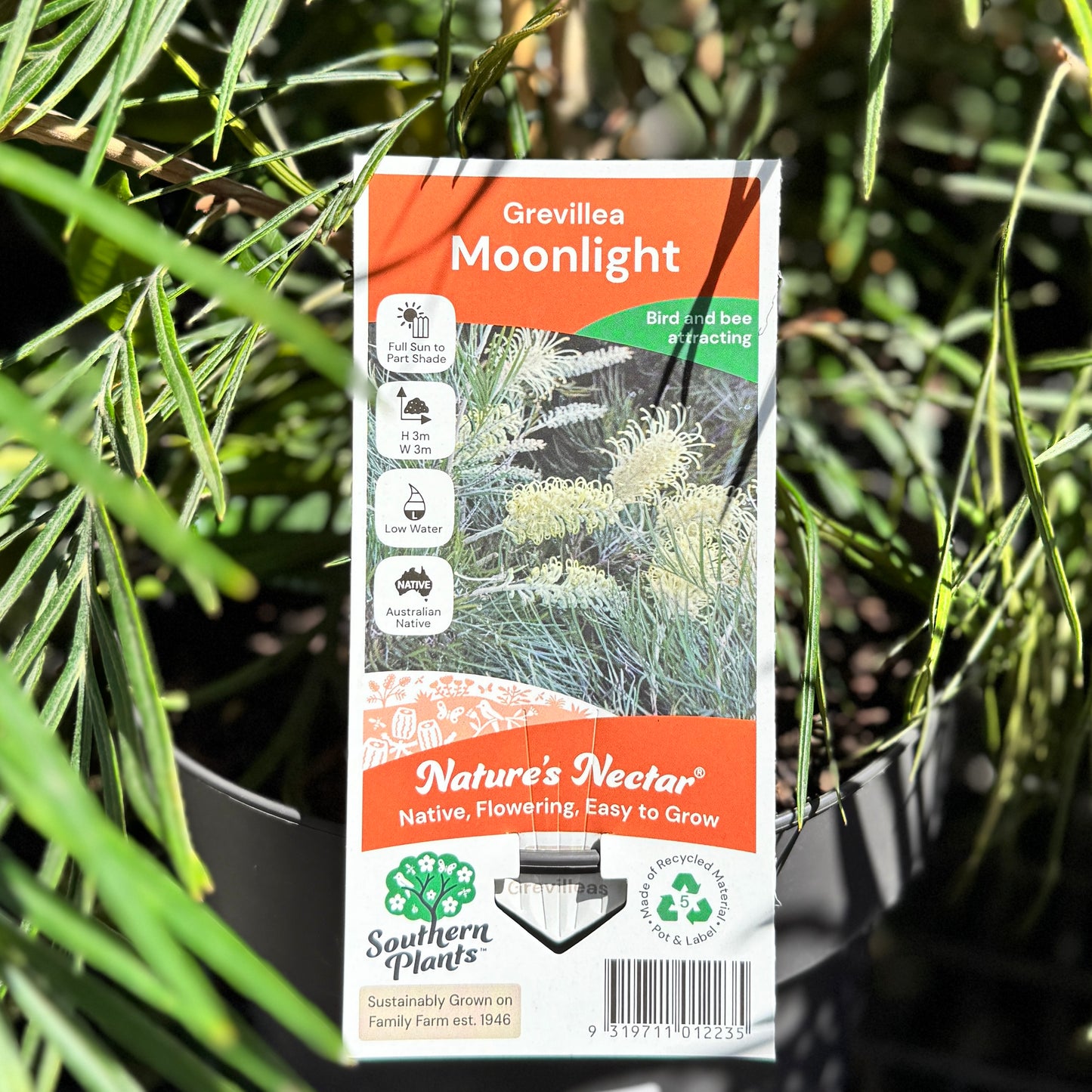 Grevillea Moonlight - 20cm Pot