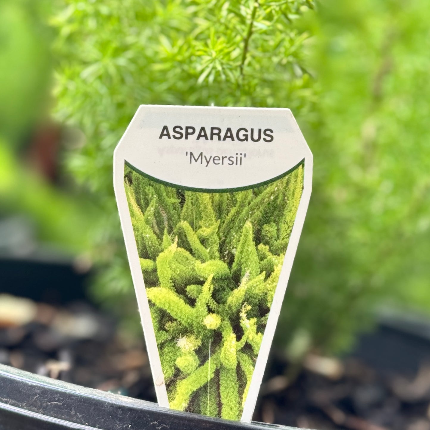 Asparagus Meyerii Foxtail Fern - 25cm Pot