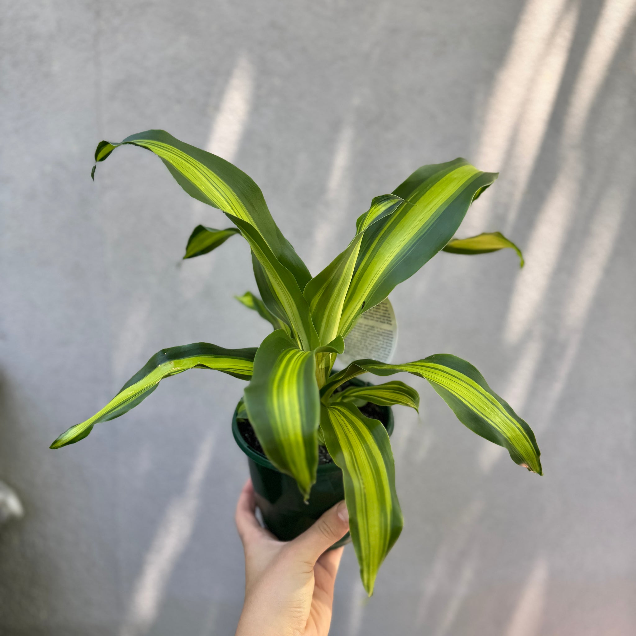 happy plant - dracaena fragrans massangeana Happy Plant