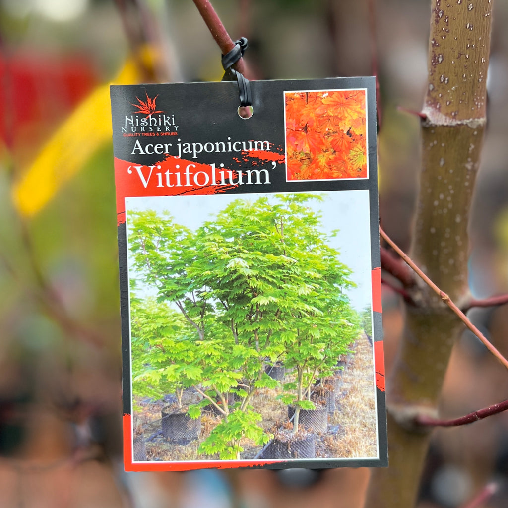 Acer Vitifolium Full Moon Maple - 25cm Pot
