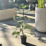 Wollemi Pine - 15cm Pot