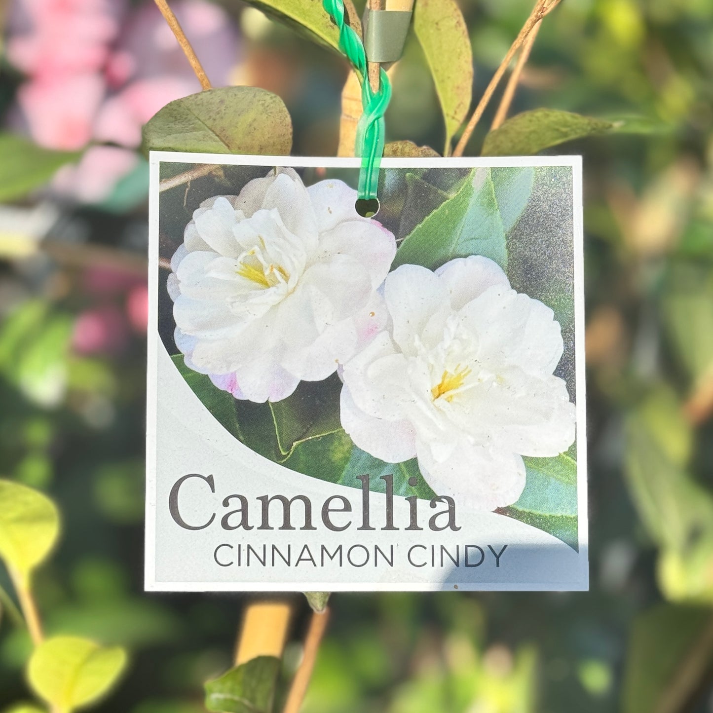 Camellia Japonica Cinnamon Cindy - 20cm Pot