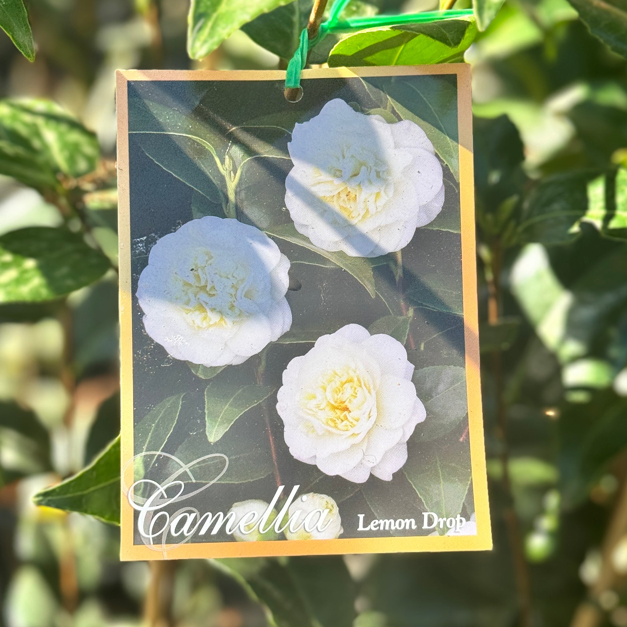 Camellia Japonica Lemon Drop - 20cm Pot