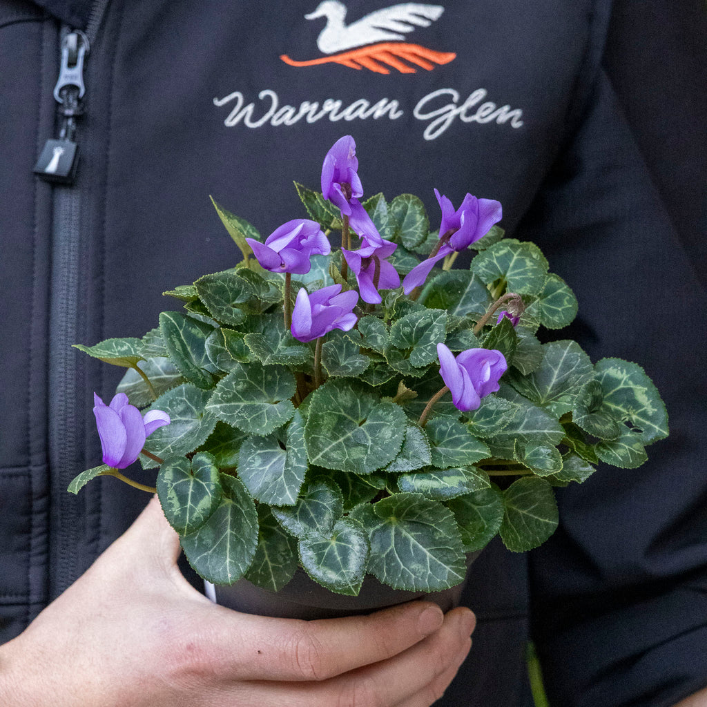 Cyclamen Blue Dragon - 12cm Pot