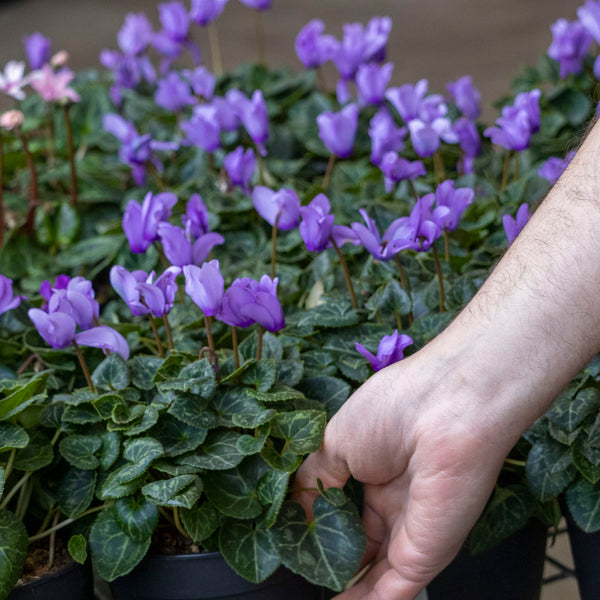 Cyclamen Blue Dragon - 12cm Pot