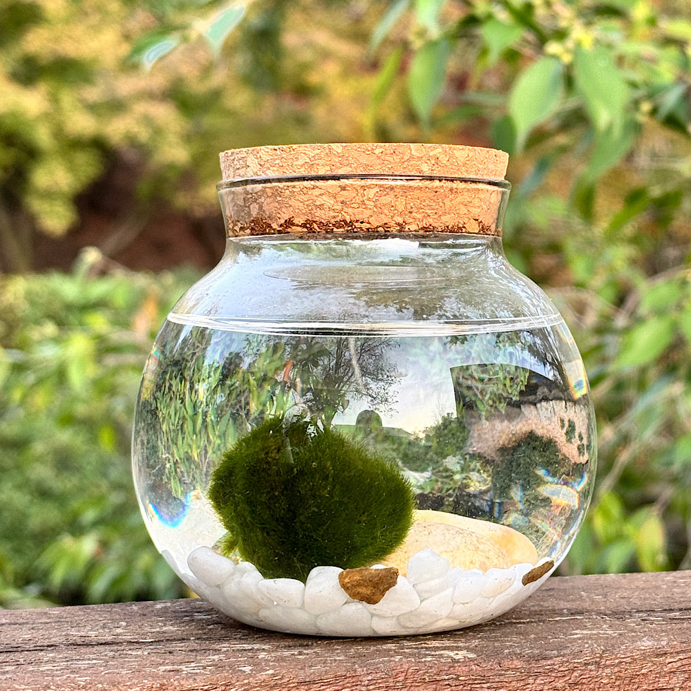 Marimo Moss Ball - In Glass Vase With Lid