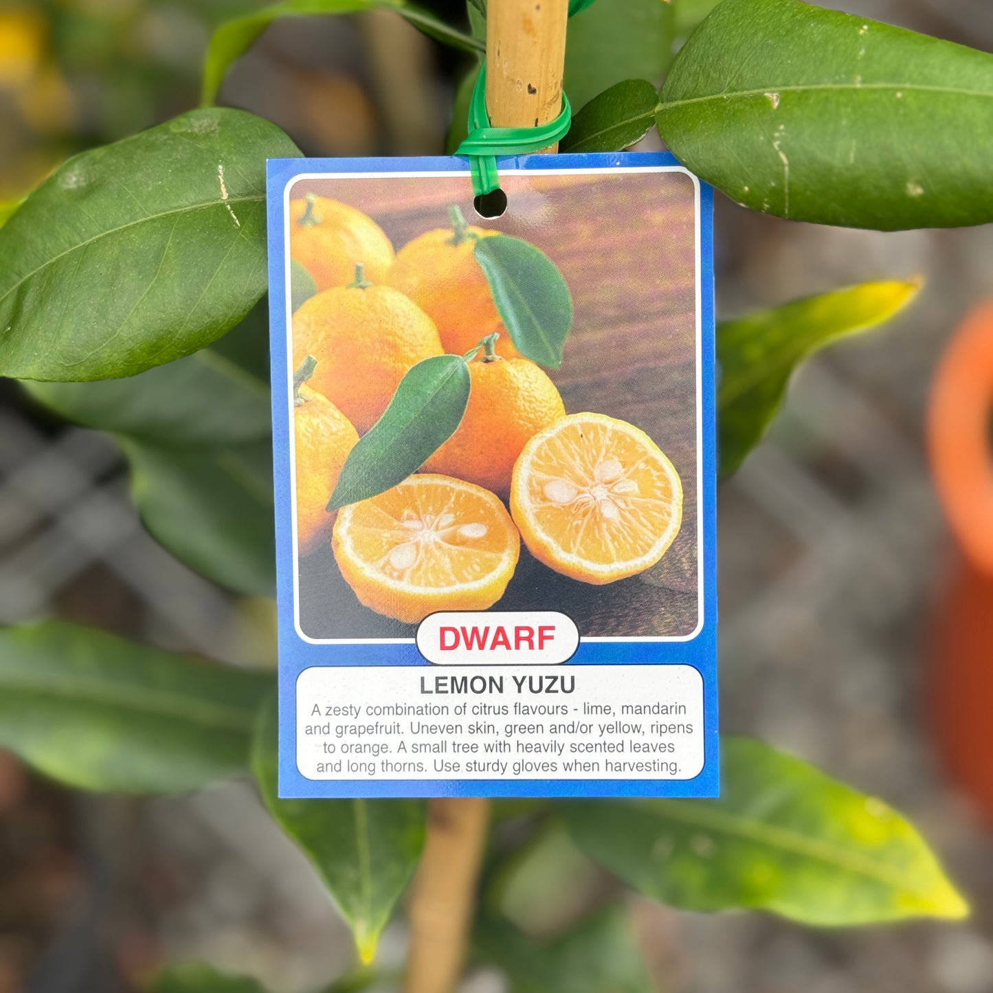Lemon Yuzu Dwarf - 4L Pot